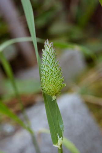 Phalaris canariensis
