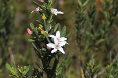 Philotheca queenslandica