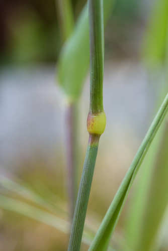 Phalaris canariensis