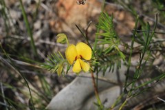 Gompholobium pinnatum