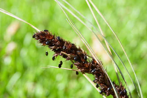 Gahnia tristis iNat (3)