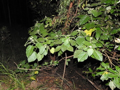 Solanum abutiloides