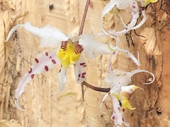 Oncidium cirrhosum