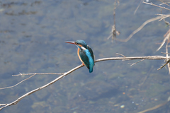 Alcedo atthis