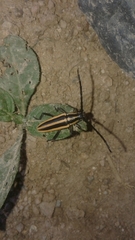 Sphaenothecus trilineatus