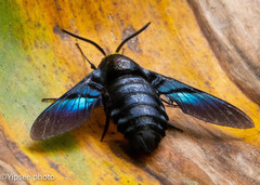 Sataspes tagalica