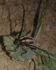 Sphaenothecus trilineatus