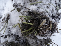 Myriophyllum sibiricum