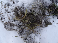 Myriophyllum sibiricum