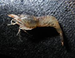 Heptacarpus pugettensis