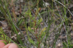 Gompholobium pinnatum