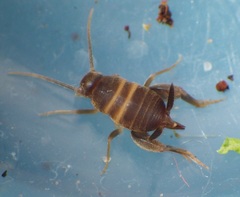 Myrmecophilus acervorum