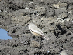 Muscisaxicola capistratus