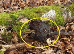 Myrmecophilus acervorum