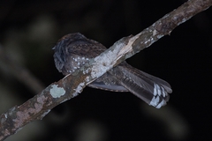 Nyctiphrynus ocellatus