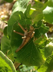 Teicophrys fusiformis