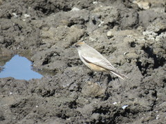 Muscisaxicola capistratus