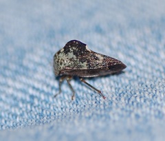Telamonini