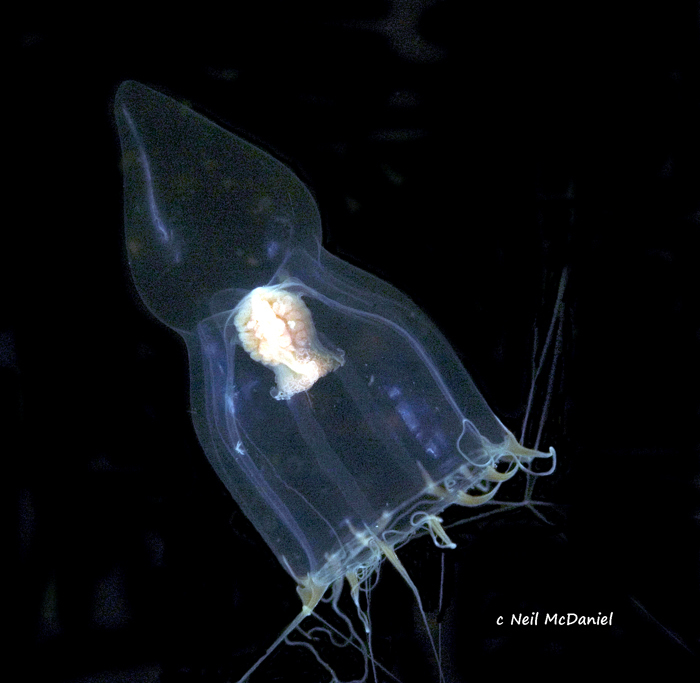Leuckartiara longicalcar