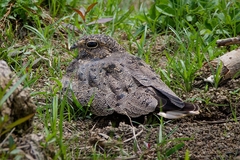 Nacunda Nighthawk photo 3