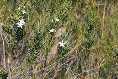 Philotheca queenslandica