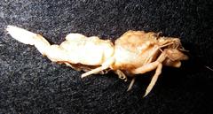 Rhynocrangon alata