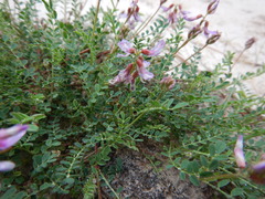 Astragalus distortus engelmannii