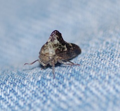 Telamonini