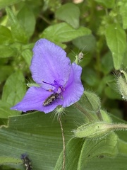 Acmaeodera neglecta neoneglecta