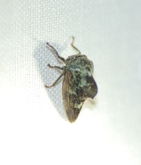 Telamonini