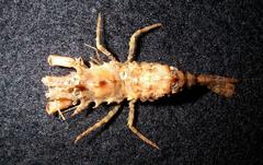 Rhynocrangon sharpi