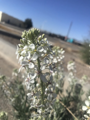 Dimorphocarpa wislizeni