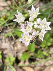 Acmaeodera hepburnii