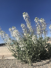 Dimorphocarpa wislizeni