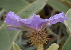 Solanum dioicum