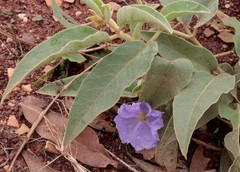 Solanum dioicum