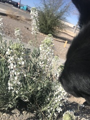 Dimorphocarpa wislizeni