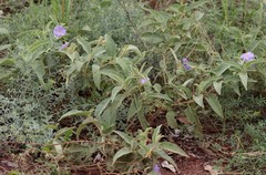 Solanum dioicum