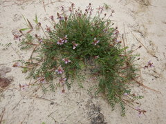 Astragalus distortus engelmannii