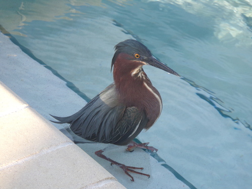 Green Heron photographed in Florida