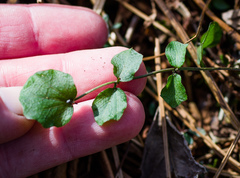 Cardamine dentata