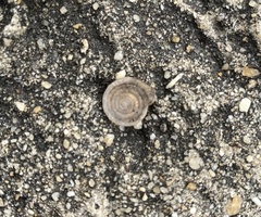 Polygyra septemvolva