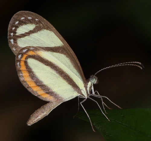 Moschoneura pinthous