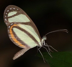 Moschoneura pinthous