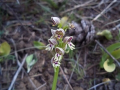 Orchis galilaea