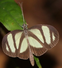Moschoneura pinthous
