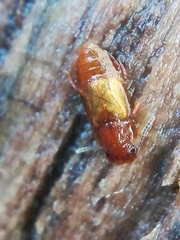 Metopsia