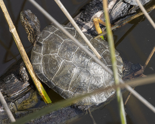 Southwestern Pond Turtle (Actinemys pallida) · iNaturalist