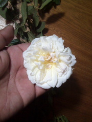 Rosa