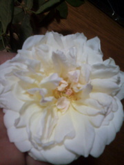 Rosa